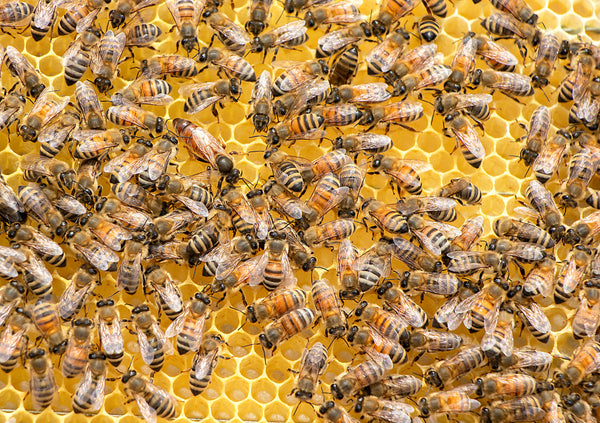 Varför är bin viktiga?